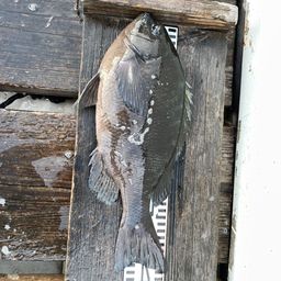 クチブトグレ