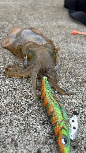 アオリイカの釣果
