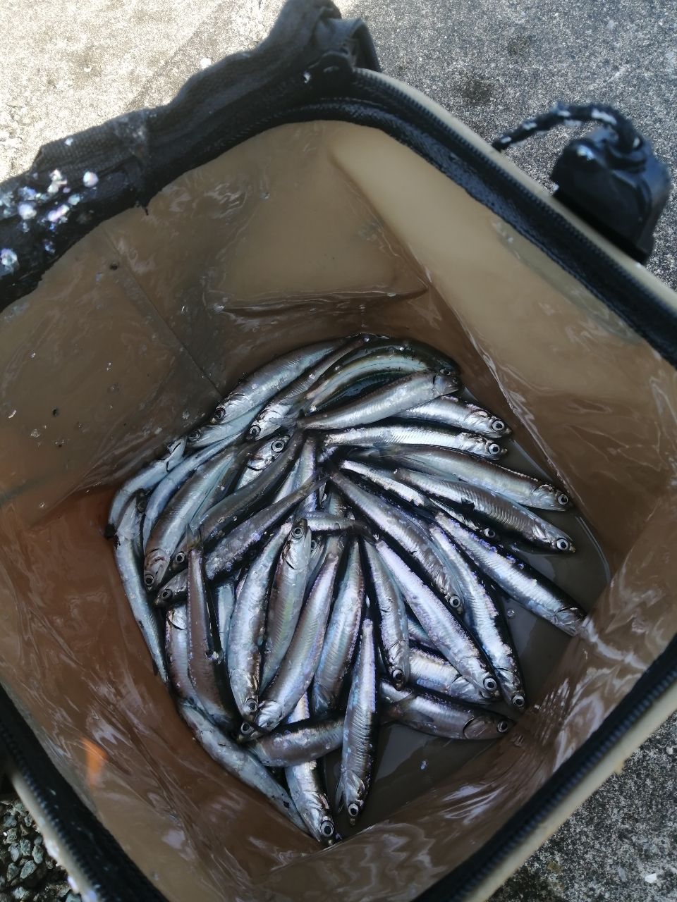 カタクチイワシ