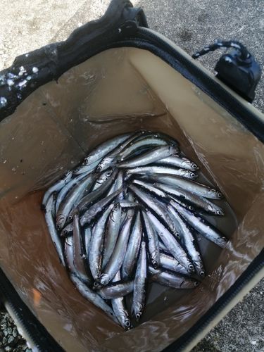 カタクチイワシの釣果