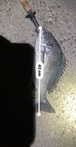 キビレの釣果