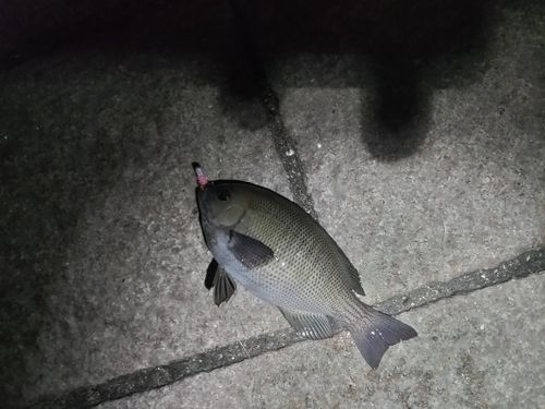 グレの釣果
