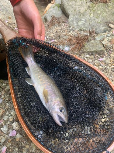 イワナの釣果
