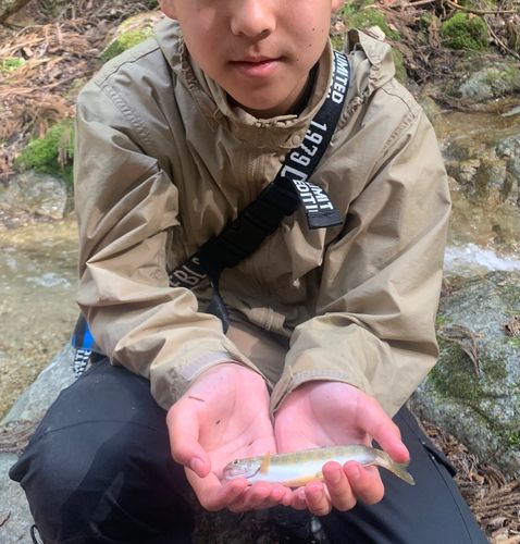 イワナの釣果