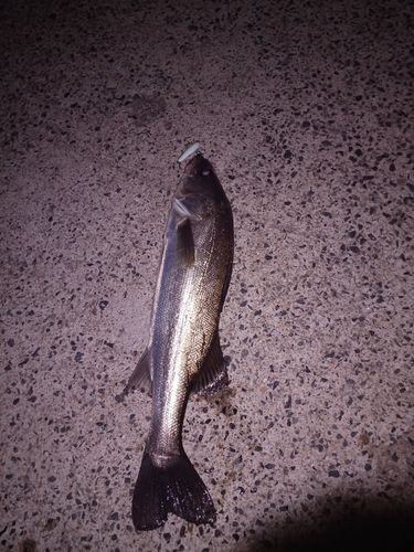 スズキの釣果