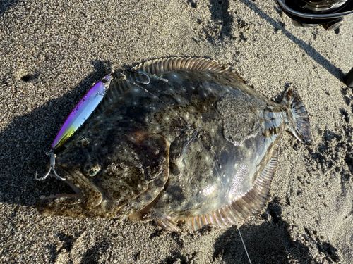 ヒラメの釣果