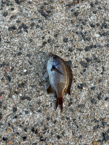 スズメダイの釣果