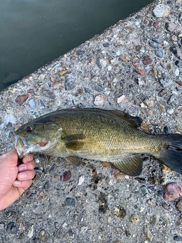 スモールマウスバス