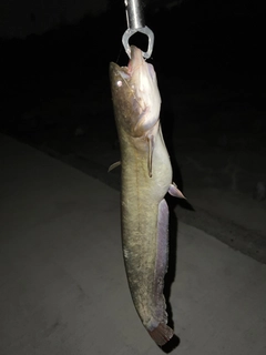 ナマズの釣果