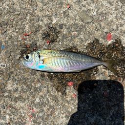 アジ