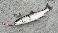 アメマスの釣果