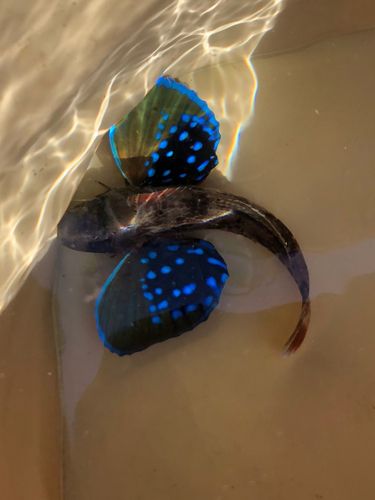 ホウボウの釣果