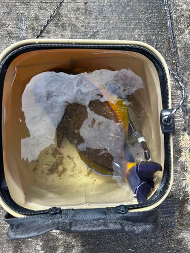 コノシロの釣果