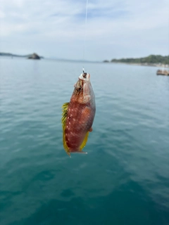 アカササノハベラの釣果