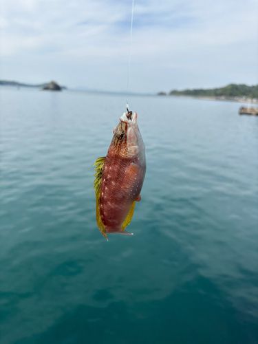 アカササノハベラ
