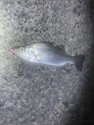 セイゴ（ヒラスズキ）の釣果