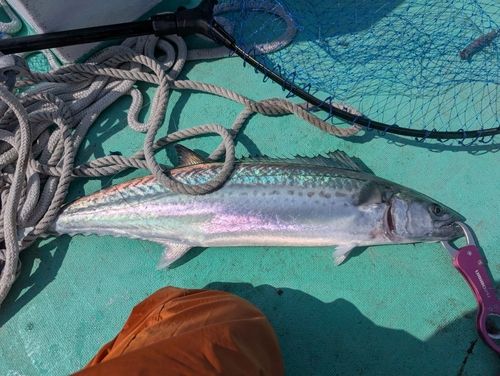 サワラの釣果