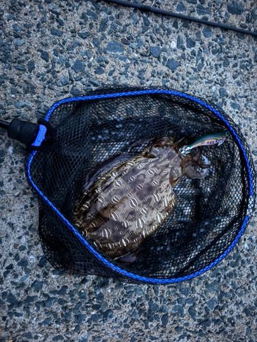 モンゴウイカの釣果