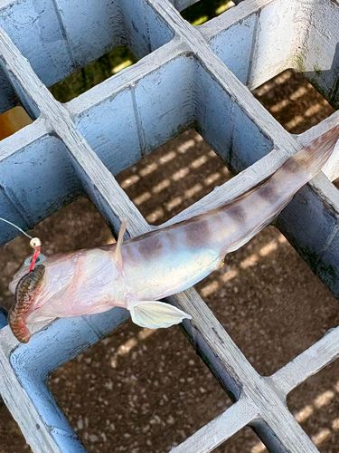 イトヒキハゼの釣果