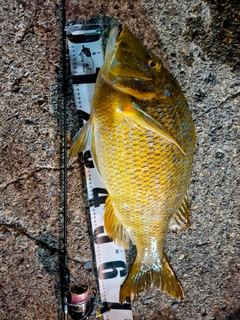 ハマフエフキの釣果