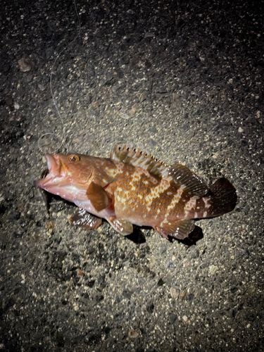 キジハタの釣果