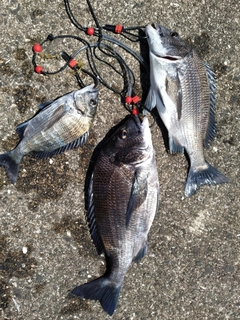 チヌの釣果