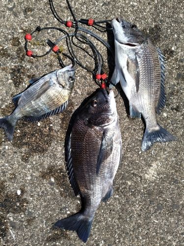 チヌの釣果