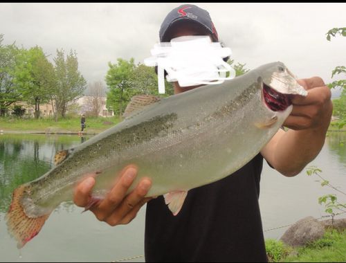 トラウトの釣果