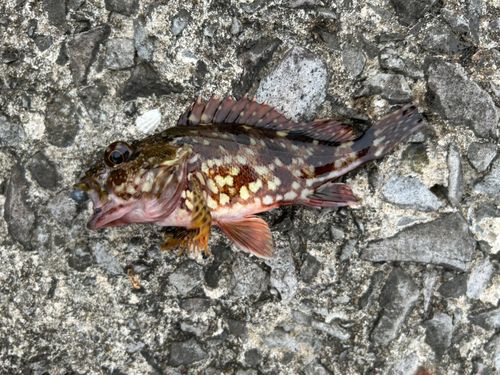 アラカブの釣果