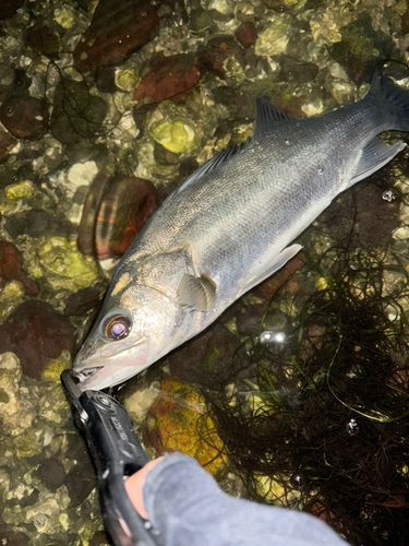 スズキの釣果