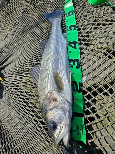 スズキの釣果