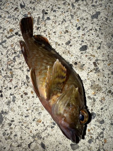 カサゴの釣果