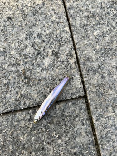 カタクチイワシの釣果