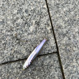 カタクチイワシ