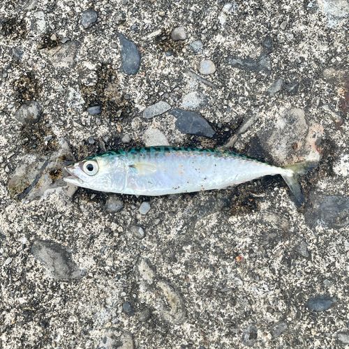 サバの釣果