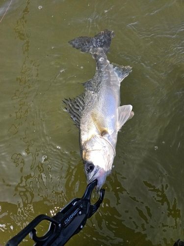 セイゴ（マルスズキ）の釣果