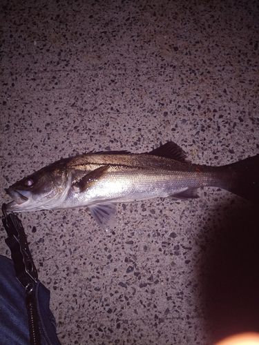 スズキの釣果