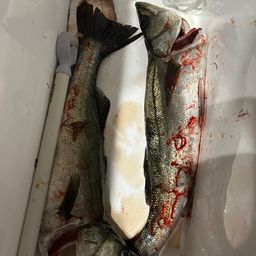 フッコ（マルスズキ）