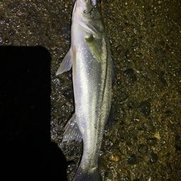 セイゴ（ヒラスズキ）