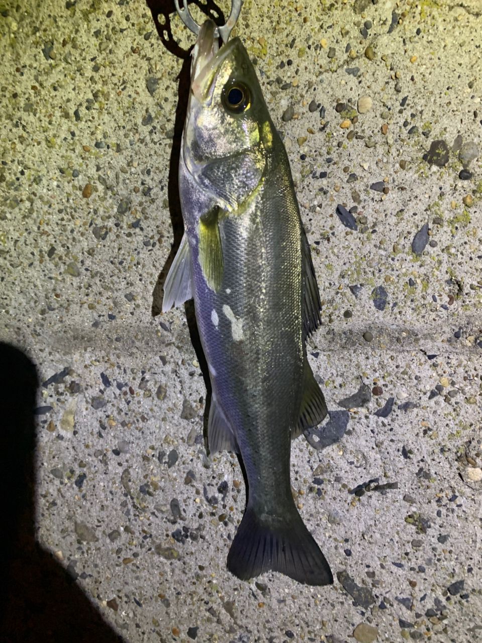 セイゴ（ヒラスズキ）