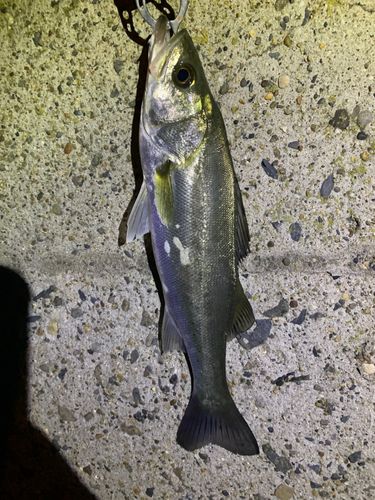 セイゴ（ヒラスズキ）の釣果