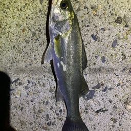 セイゴ（ヒラスズキ）