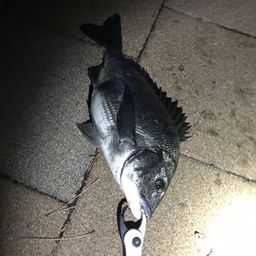 クロダイ