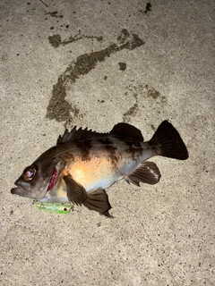 メバルの釣果