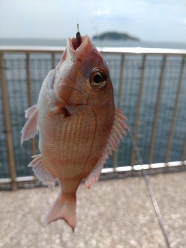 チャリコの釣果