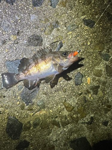 クロメバルの釣果