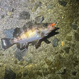 クロメバル