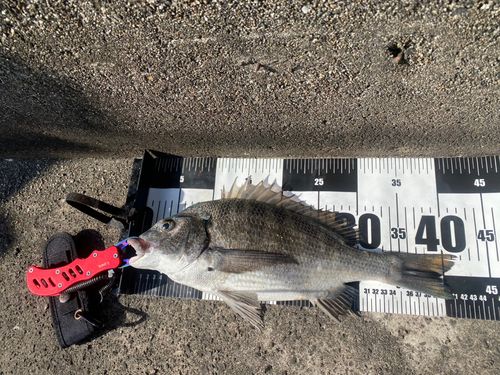 クロダイの釣果