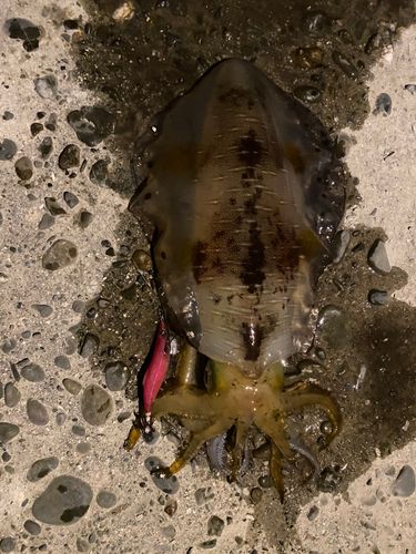 アオリイカの釣果