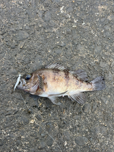ムラソイの釣果 - アングラーズ | 釣果600万件の魚釣り情報サイト ムラソイの釣果 - アングラーズ | 釣果600万件の魚釣り情報サイト